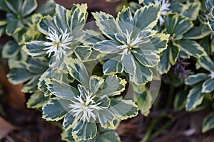 Japanese Pachysandra terminalis Variegata plants with flowers photo
